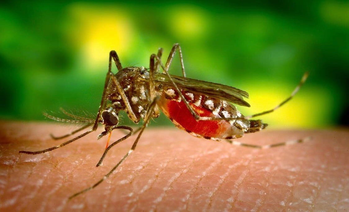 Tips To Decreasing Mosquito Bites And Their Post-Bite (Drive You Crazy) Itch