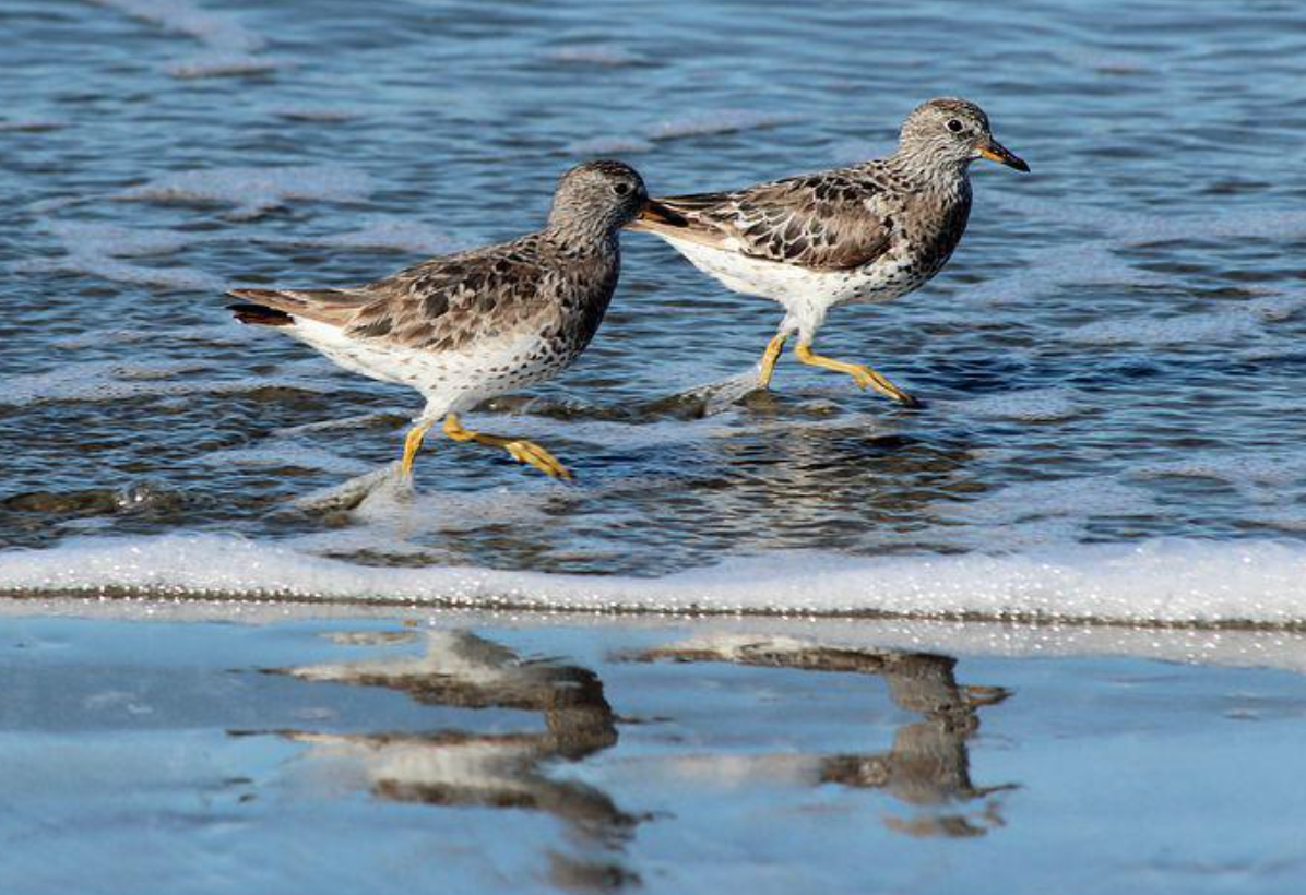 Easily Distracted? You May be a Shorebird Creative