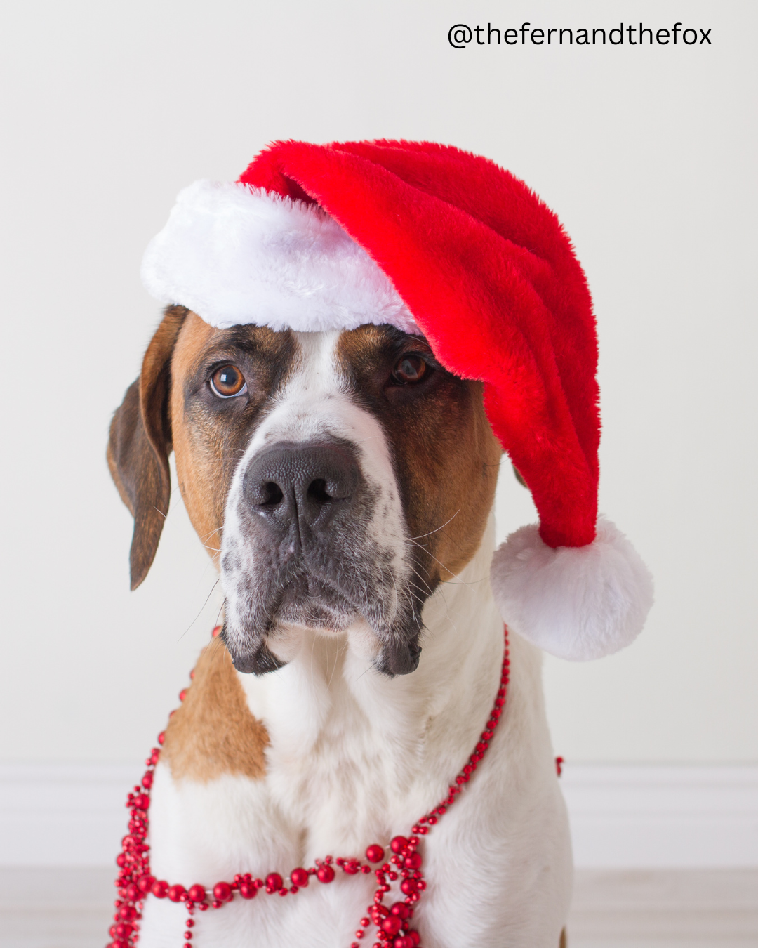 A Sacred Season With Our Pets by Christine Barfield