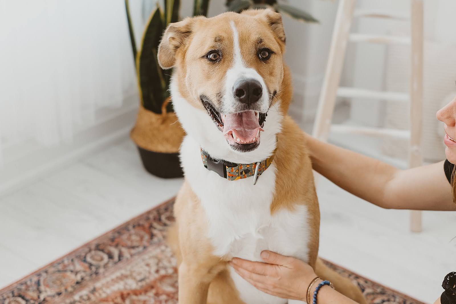 Helping Our Pets Feel Safe Without Saying a Word by Christine Barfield